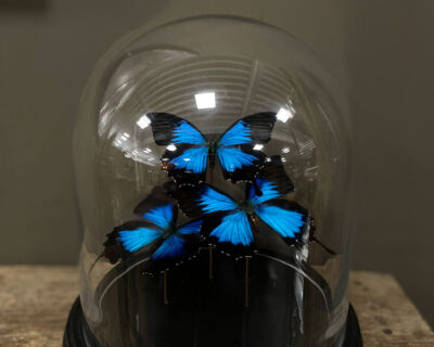 Stolp met drie blauwe Palilio Ulysses vlinders