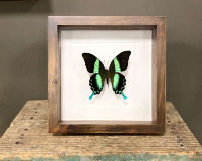 Vlinder Papilio Blumei in bruine lijst