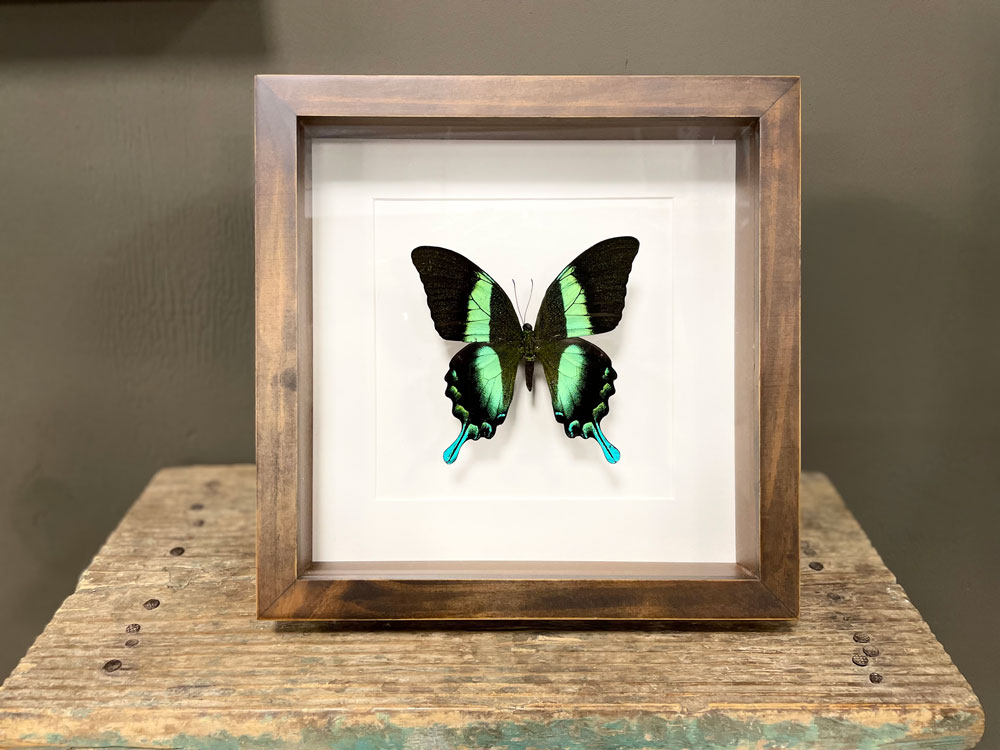 Vlinder Papilio Blumei in bruine lijst