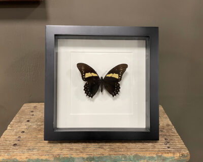 Vlinder Papilio Menatius Eurotas lijst