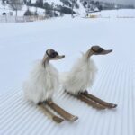 Skiënde eenden gemaakt van hout met een zachte witte vacht.