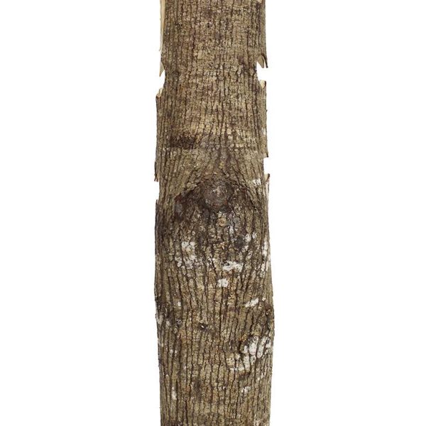 Handgemaakt houtsnijwerk van een boeddha geïntegreerd in een houten stam.