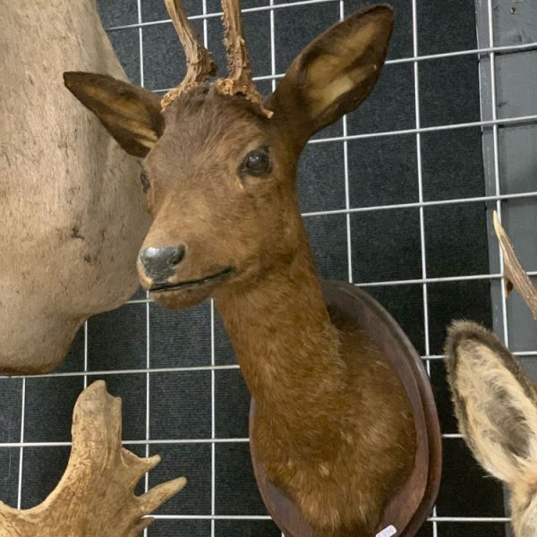 Opgezet bruin reebokje