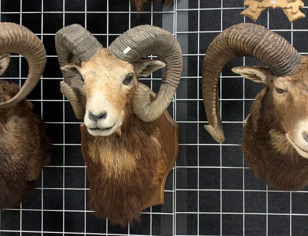 Opgezette ramskoppen (moeflon)