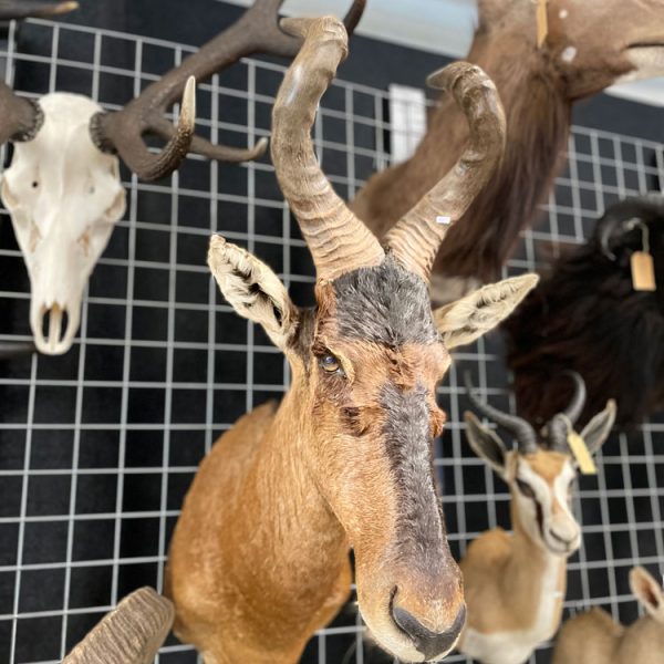 Geprareerd Hartebeest