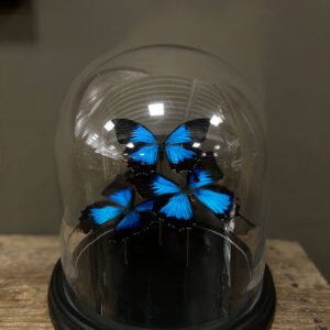 Glazen stolp met meerdere opgezette felblauwe vlinders op zwarte voet als decoratie in interieur