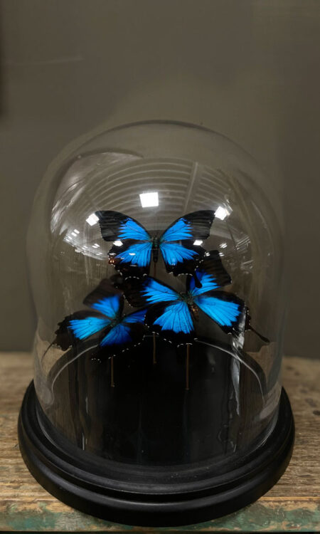 Glazen stolp met meerdere opgezette felblauwe vlinders op zwarte voet als decoratie in interieur
