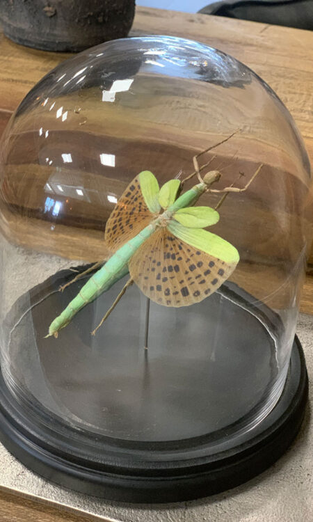 Tropische bidsprinkhaan onder glazen stolp uit Zuidoost-Azië als decoratief curiosa object.