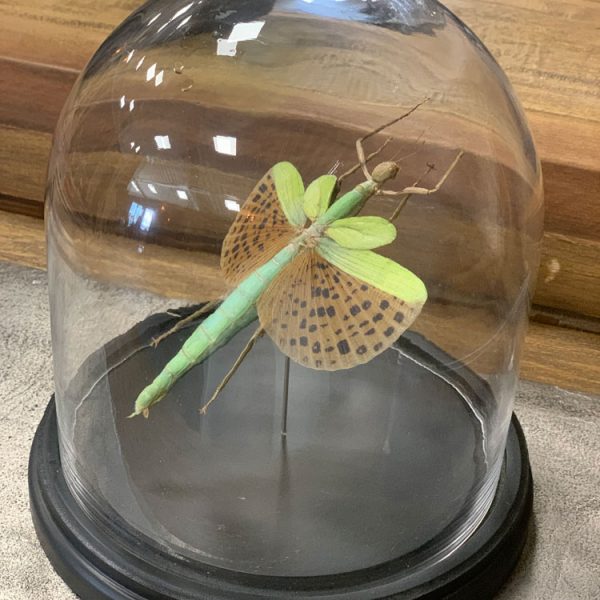 Tropische bidsprinkhaan onder glazen stolp uit Zuidoost-Azië als decoratief curiosa object.