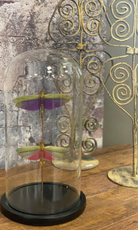 Tropische blad-sprinkhanen (Tettigoniidae) onder glazen stolp als decoratief curiosa object.
