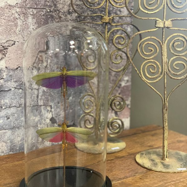 Tropische blad-sprinkhanen (Tettigoniidae) onder glazen stolp als decoratief curiosa object.