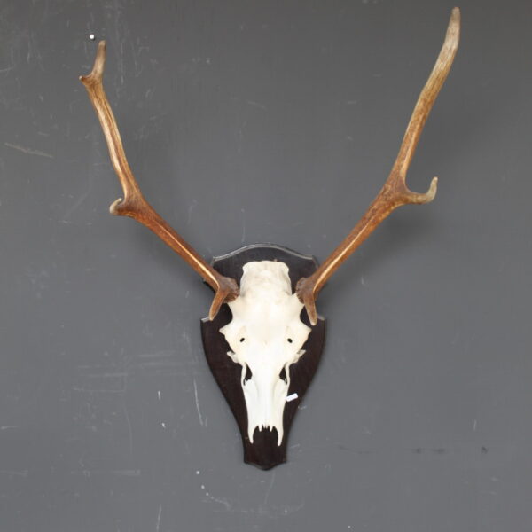herten skull met gewei op houten schild