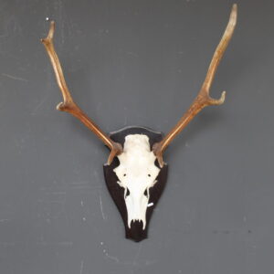 herten skull met gewei op houten schild