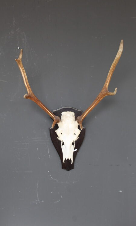 herten skull met gewei op houten schild