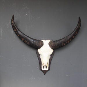buffel skull met brede donkere hoorns op houten schild