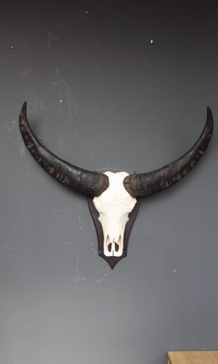 buffel skull met brede donkere hoorns op houten schild