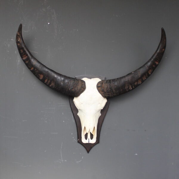 buffel skull met brede donkere hoorns op houten schild