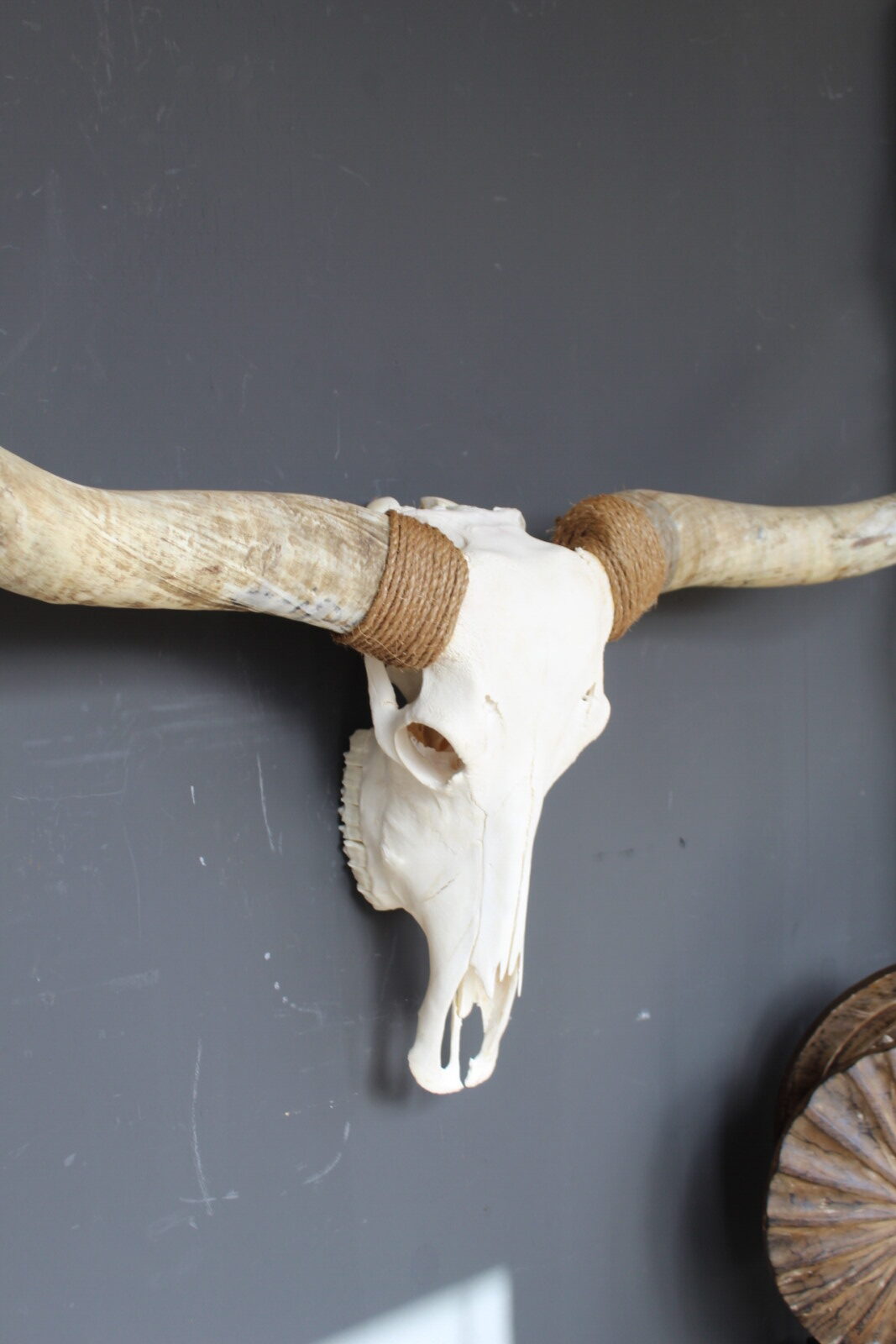 Texas Longhorn skull - Afbeelding 5