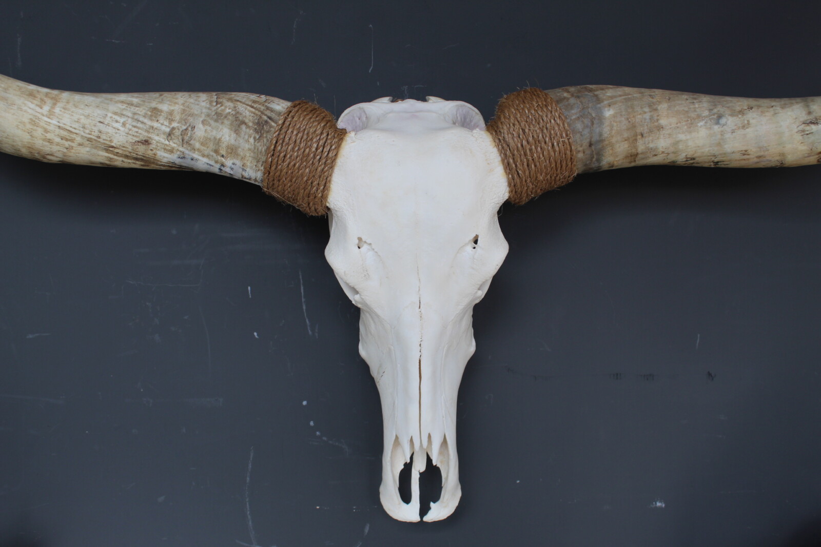 Texas Longhorn skull - Afbeelding 2