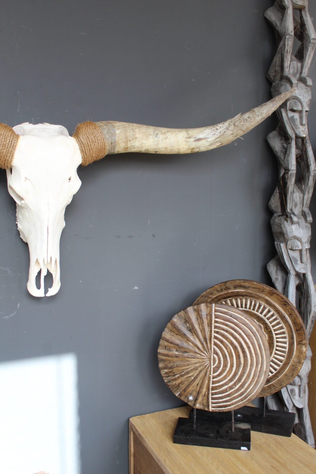 Texas Longhorn skull - Afbeelding 3