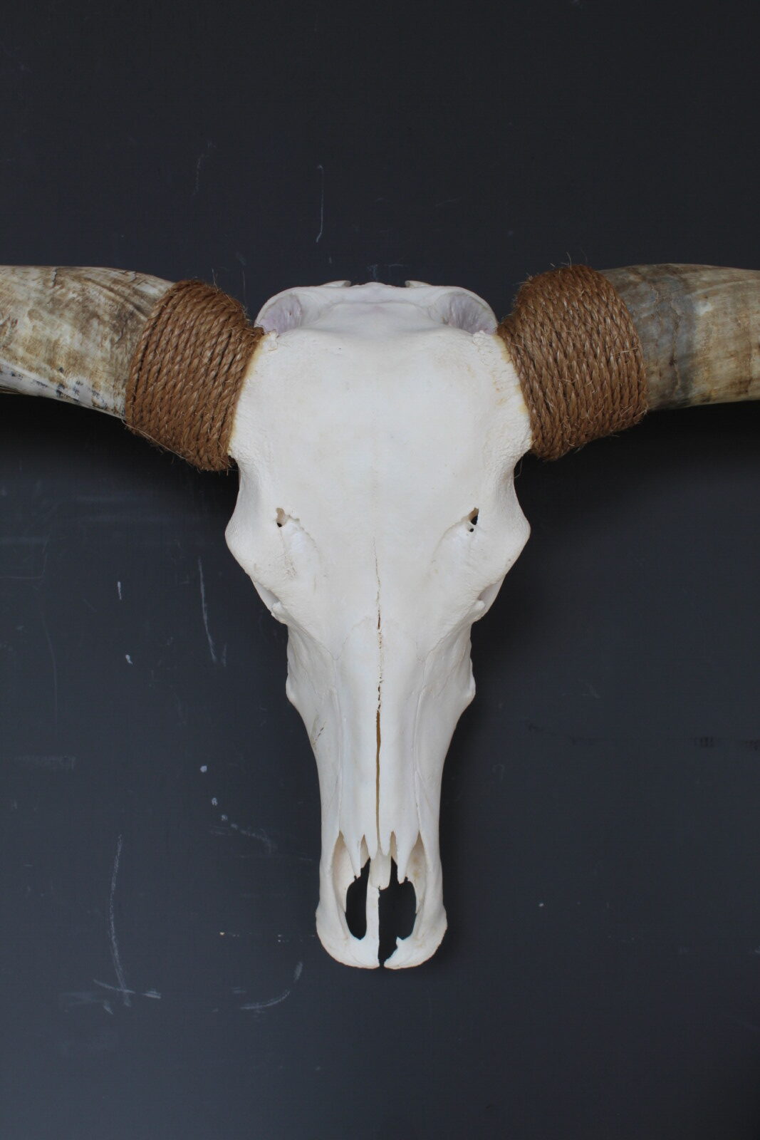 Texas Longhorn skull - Afbeelding 4