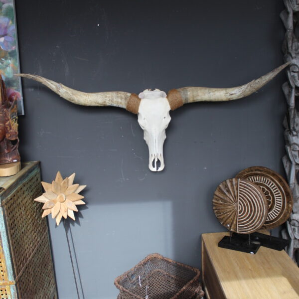 Texas Longhorn skull met lange hoorns als wanddecoratie