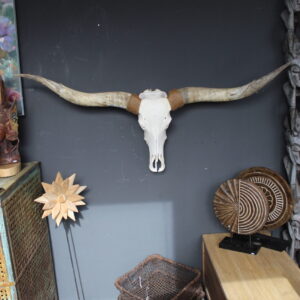 Texas Longhorn skull met lange hoorns als wanddecoratie