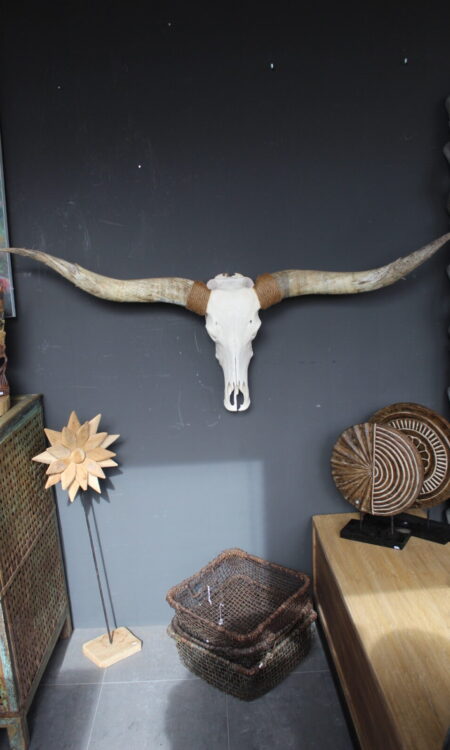 Texas Longhorn skull met lange hoorns als wanddecoratie