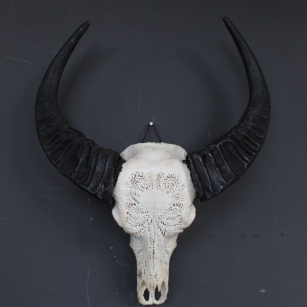 buffel skull met decoratief patroon en donkere hoorns