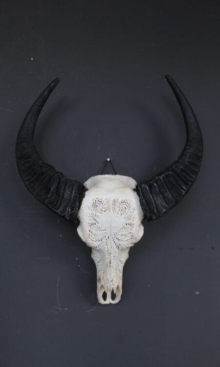 buffel skull met decoratief patroon en donkere hoorns