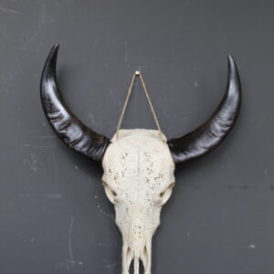 buffel skull met uitgesneden patroon en zwarte hoorns