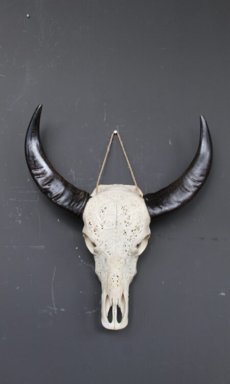 buffel skull met uitgesneden patroon en zwarte hoorns