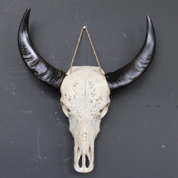 buffel skull met uitgesneden patroon en zwarte hoorns