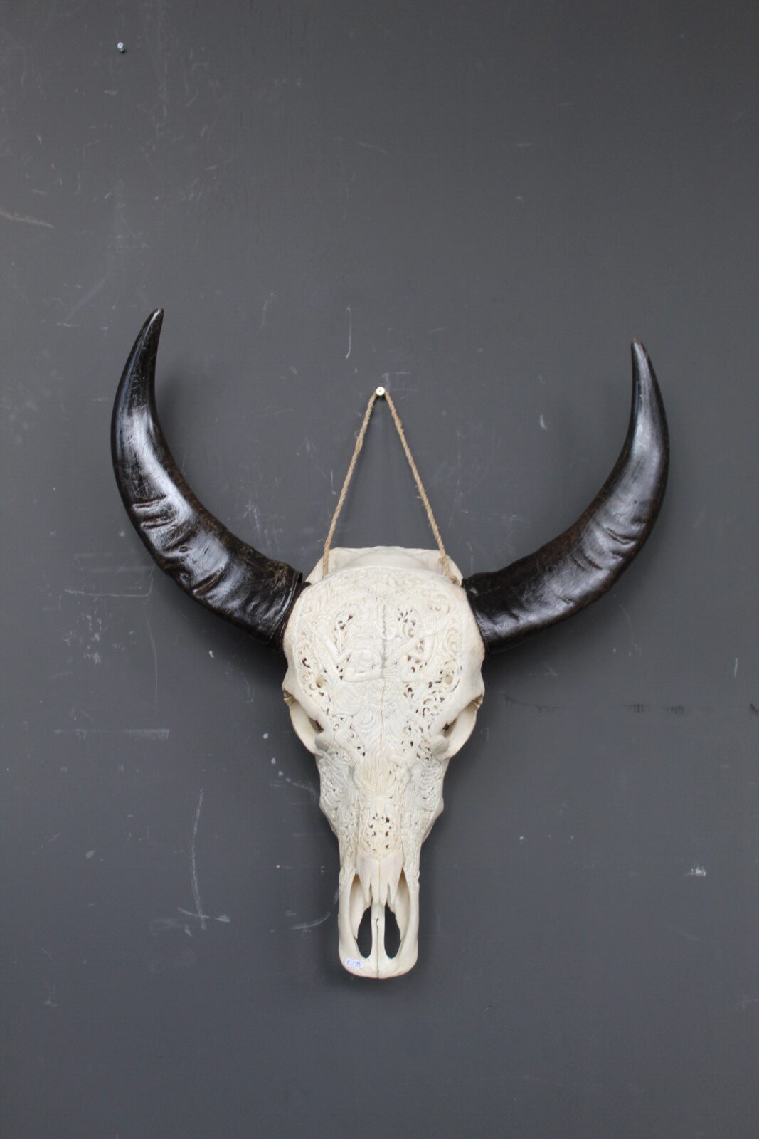 buffel skull met uitgesneden patroon en zwarte hoorns