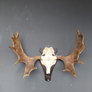 eland skull met groot vertakt gewei op houten schild