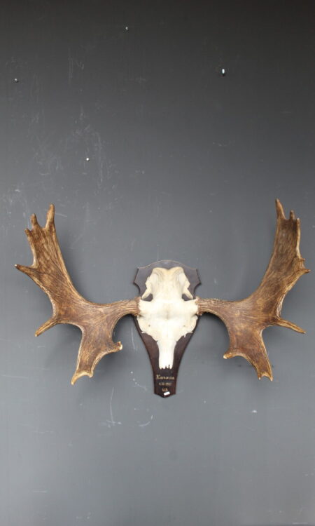eland skull met groot vertakt gewei op houten schild