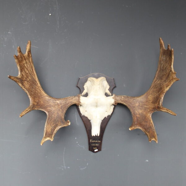 eland skull met groot vertakt gewei op houten schild