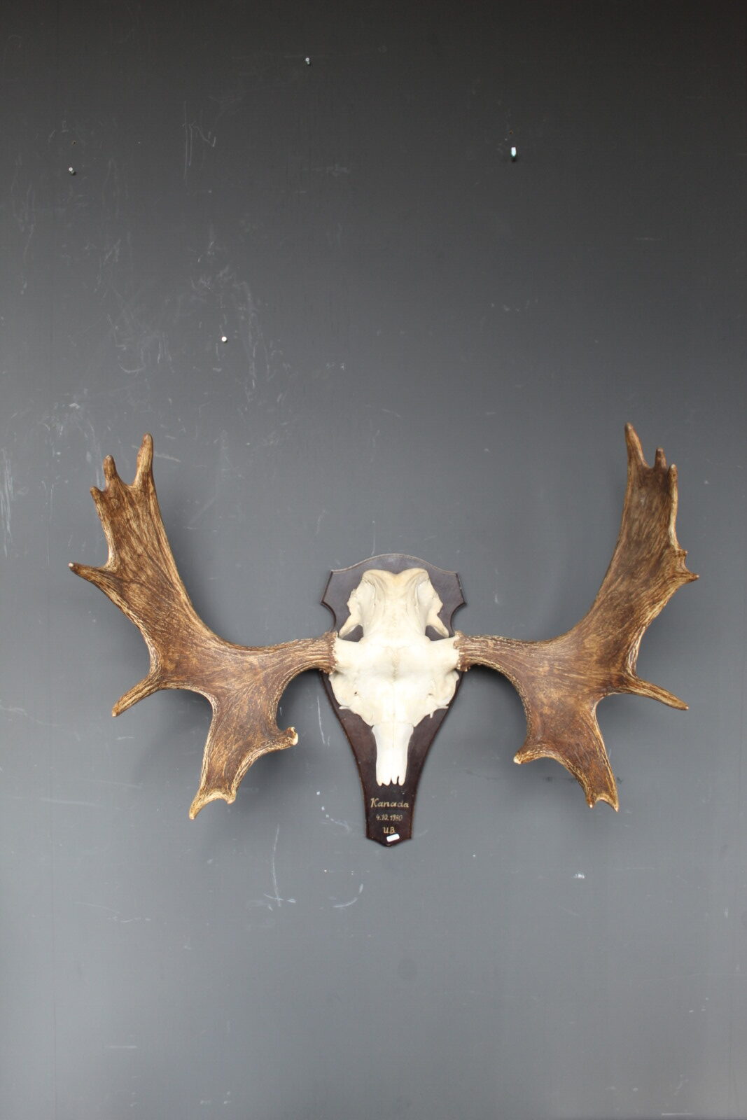 eland skull met groot vertakt gewei op houten schild
