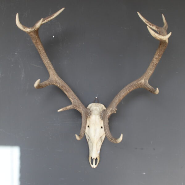 herten skull met groot vertakt gewei wanddecoratie