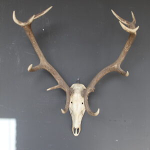 herten skull met groot vertakt gewei wanddecoratie