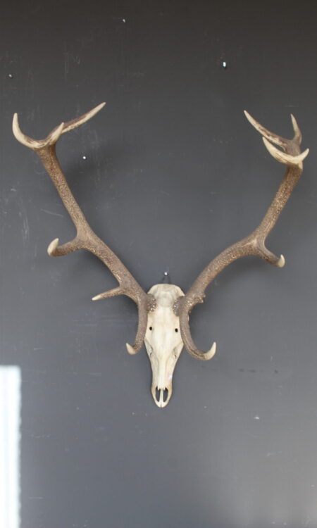 herten skull met groot vertakt gewei wanddecoratie