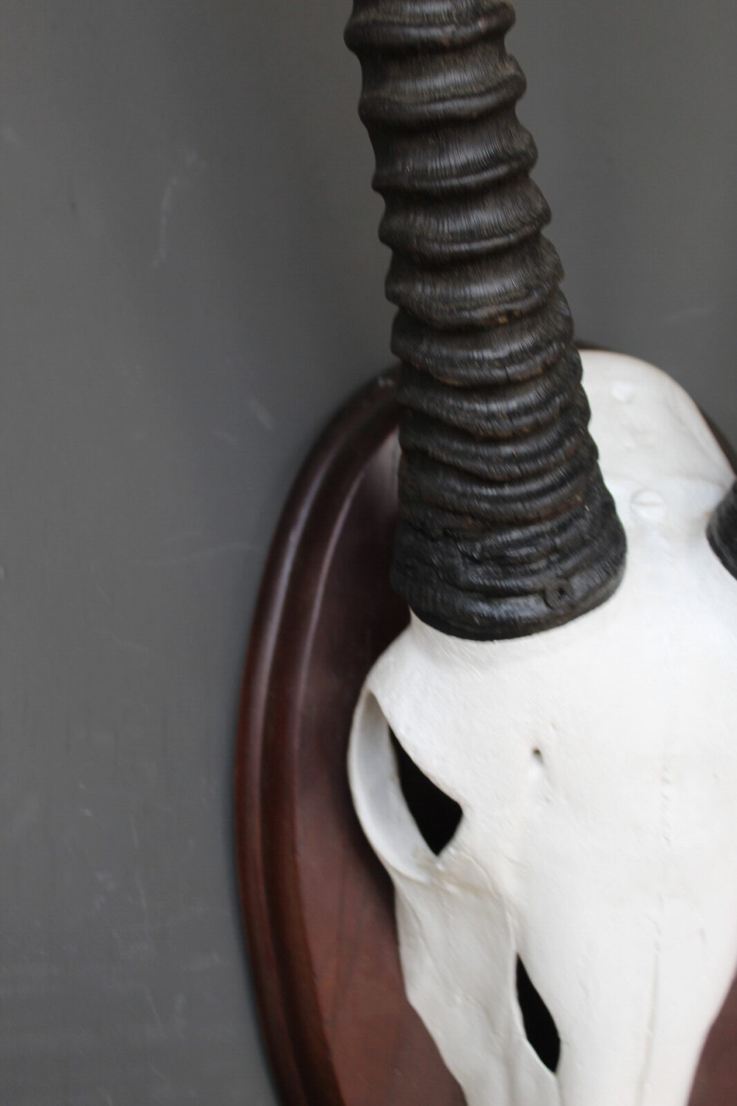 Arjun oryx skull - Afbeelding 2