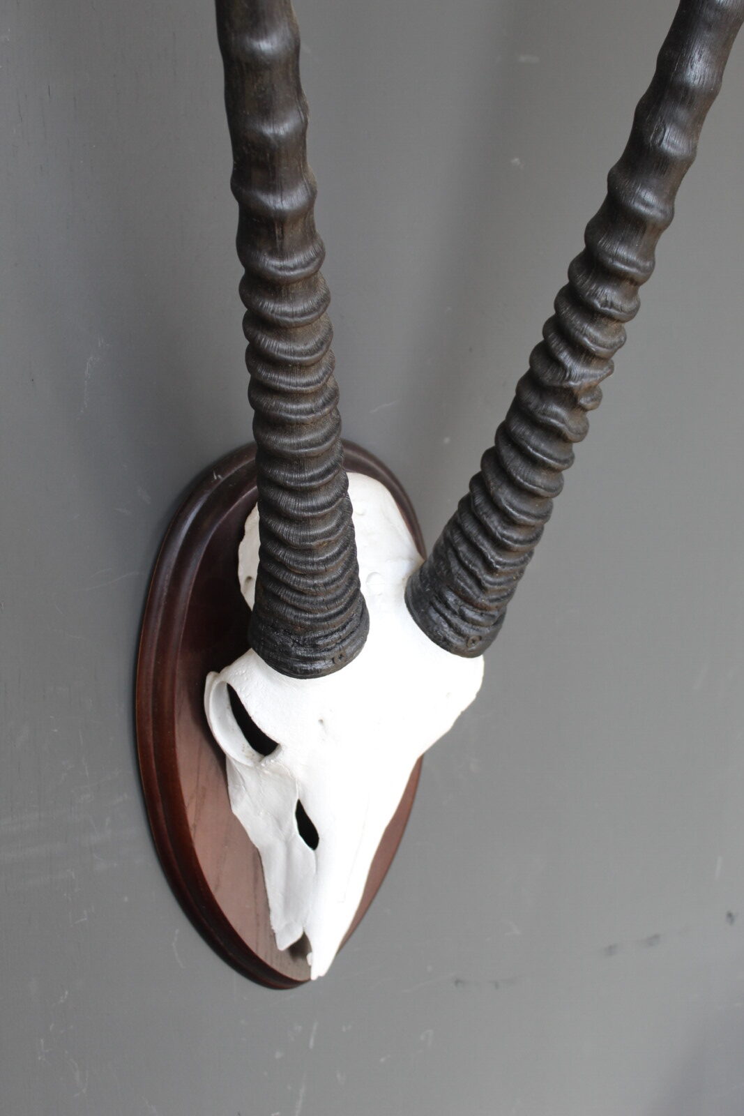 Arjun oryx skull - Afbeelding 3