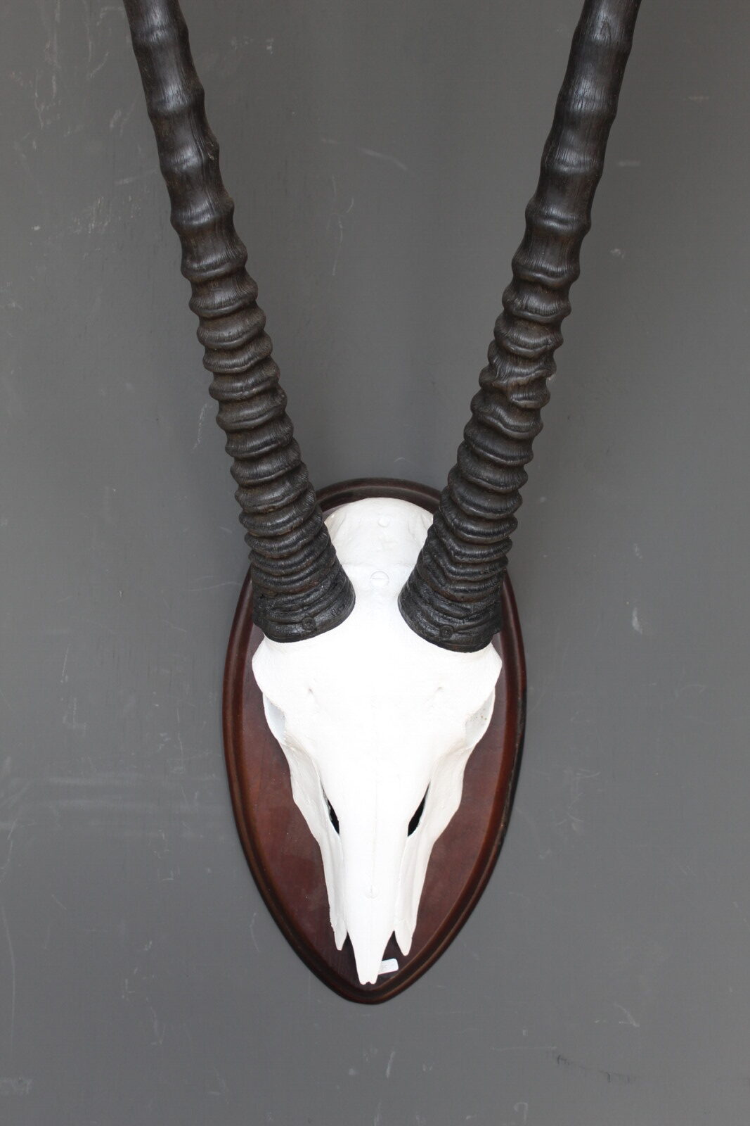 Arjun oryx skull - Afbeelding 4