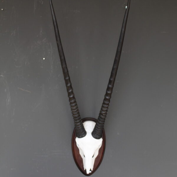 Oryx skull wanddecoratie met lange hoorns op houten schild