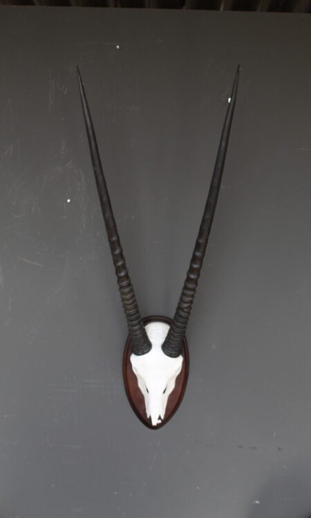 Oryx skull wanddecoratie met lange hoorns op houten schild
