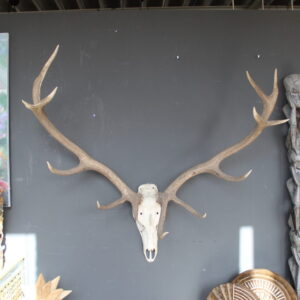 herten skull met breed uitlopend gewei wanddecoratie