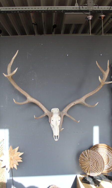 herten skull met breed uitlopend gewei wanddecoratie