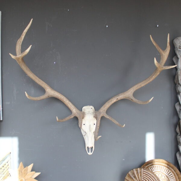 herten skull met breed uitlopend gewei wanddecoratie