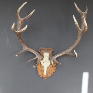 herten skull met gewei op klassiek houten schild